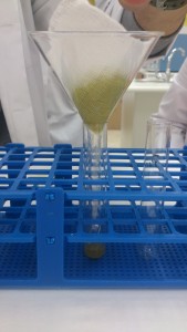 El homogenado de guisantes se filtra para obtener una muestra acuosa libre de grumos